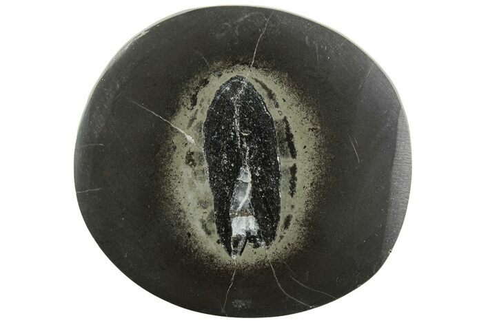 Polished Fish Coprolite (Fossil Poo) Nodule Half - Scotland #242059